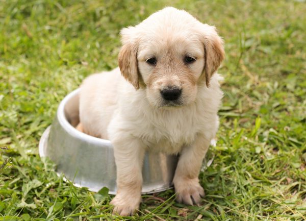 Welke soort voeding past het best bij mijn hond?